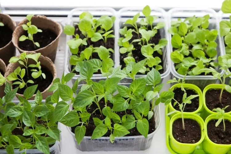 Seeds ready for spring planting-best time to plant seeds