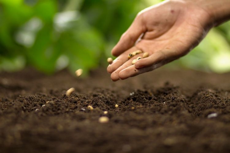Chart showing best planting seasons-best time to plant seeds