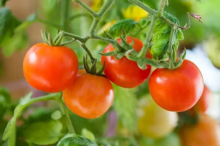 Tomato seedlings planted in early spring-best time to plant tomatoes