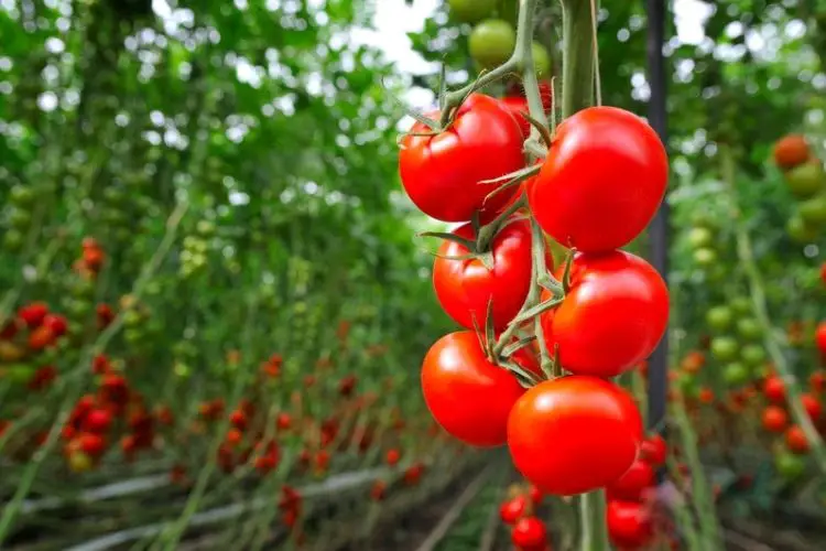 Garden calendar marking tomato season-best time to plant tomatoes