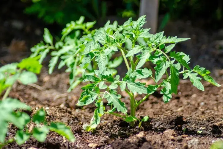 Tips for choosing the right time-best time to plant tomatoes