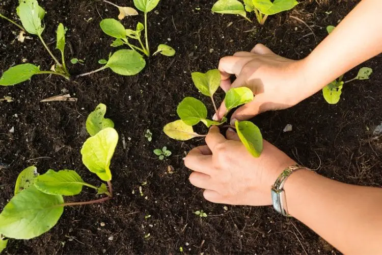 Marigolds next to cucumber plants-companion planting vegetables