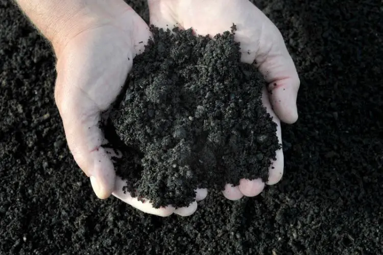 Using compost in vegetable garden-composting for home gardens