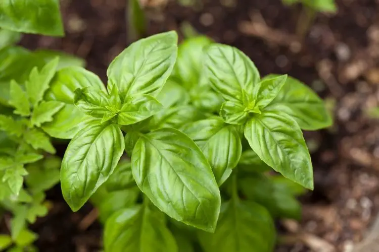 Sunflowers sprouting in a backyard-easy plants to grow for beginners