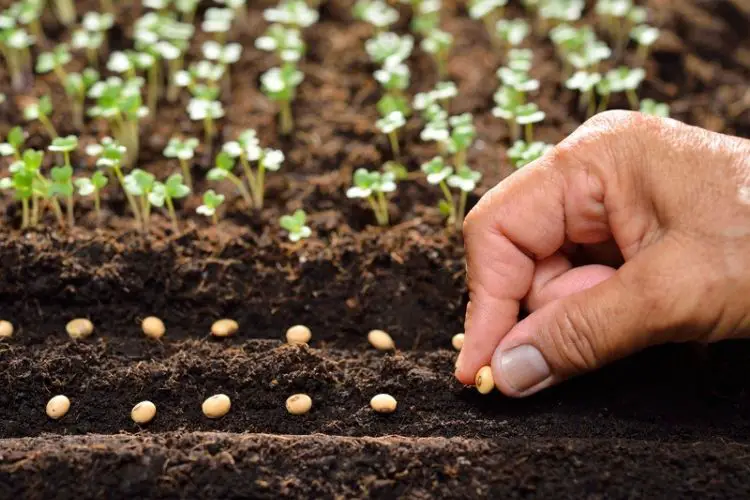 New gardener watering simple herbs-easy plants to grow for beginners