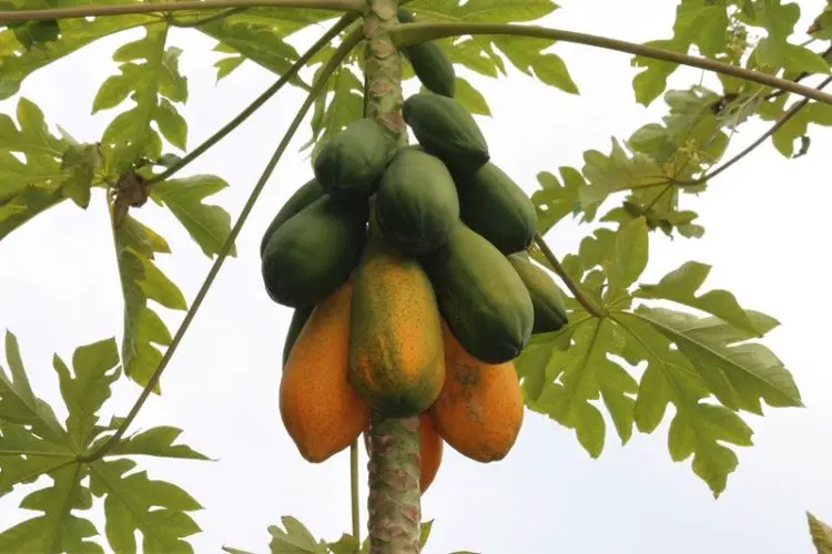 Pruning young fruit trees correctly-fruit tree care for beginners