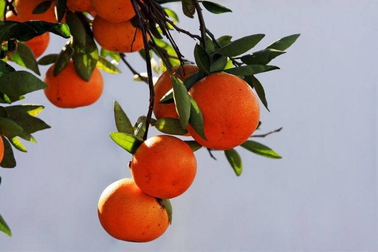 Watering newly planted fruit trees-fruit tree care for beginners