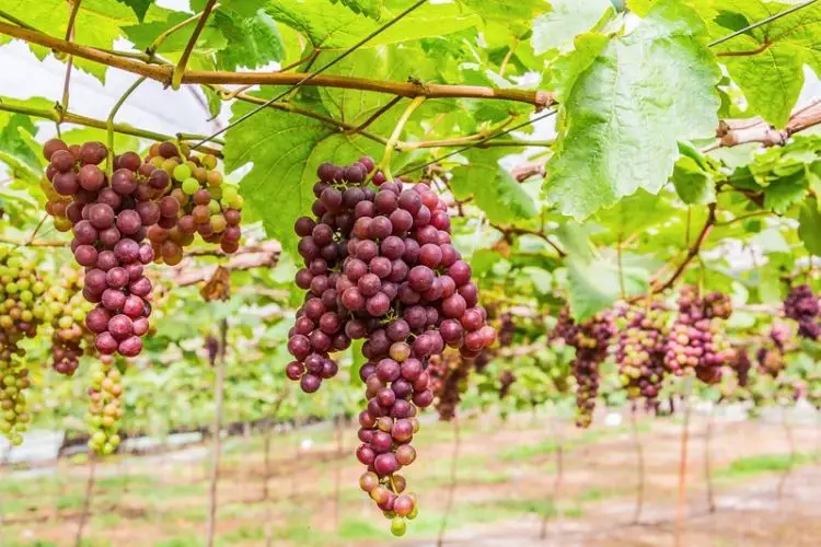 Fertilizing fruit trees for better yield-fruit tree care for beginners