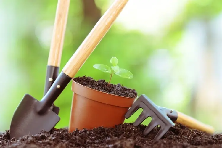 Sprouting plants ideal for first-time gardeners-gardening tips for beginners