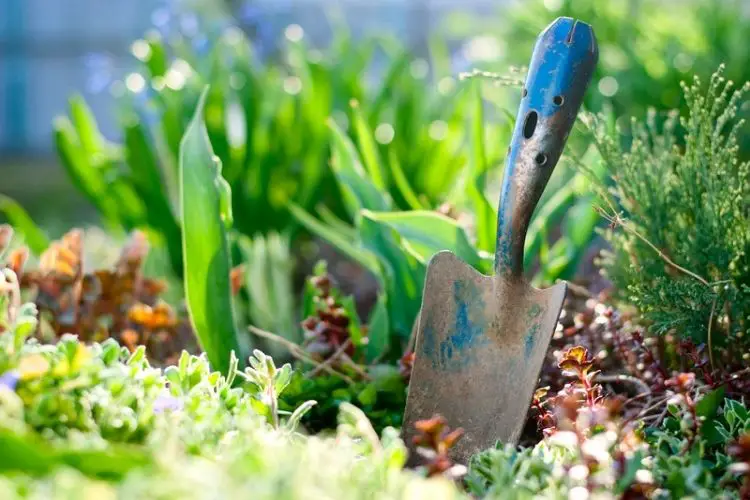 Beginner tools kit with gloves-gardening tools for beginners