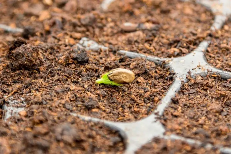 Seeds soaking in water before planting-germination techniques for faster growth