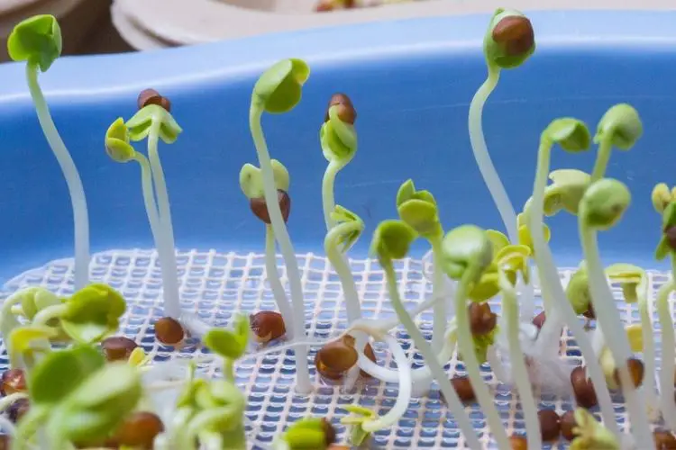 Germination kit with moist soil-germination techniques for faster growth