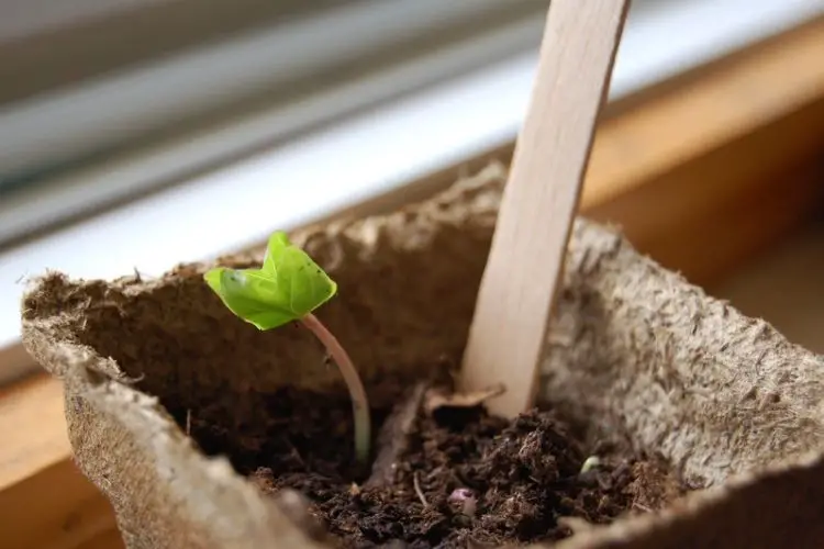 Sprouted seeds ready for transplanting-germination techniques for faster growth