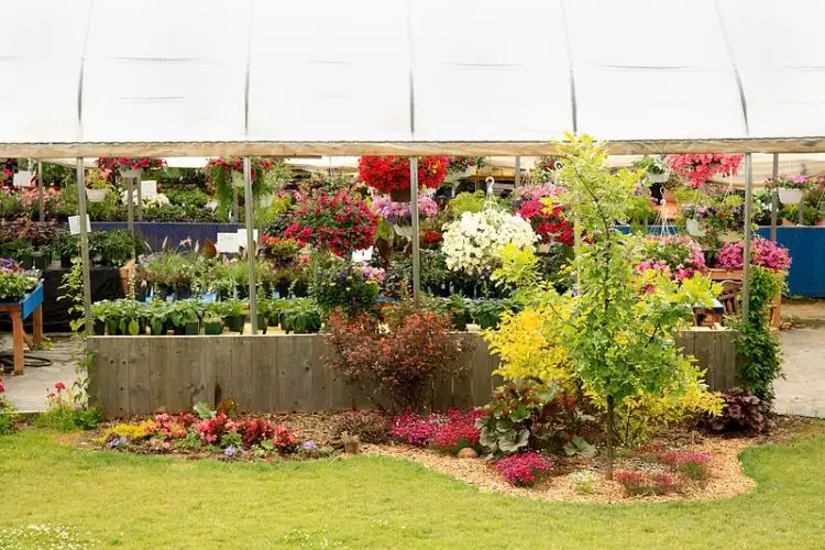 Perennial flowers blooming yearly-growing perennials vs annuals