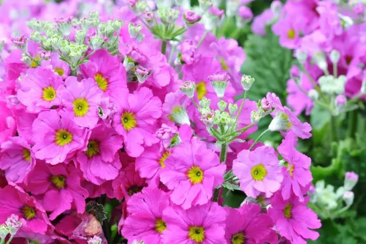 Annual flowers planted every season-growing perennials vs annuals