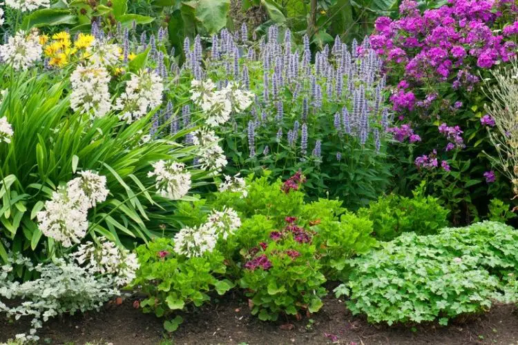 Tips for choosing the right plants-growing perennials vs annuals