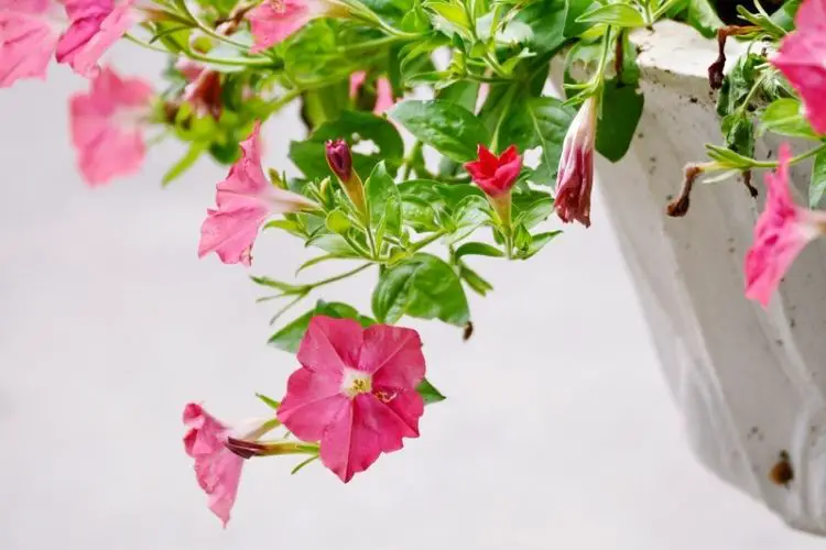 Regular watering for flowering plants-how to care for flowering plants