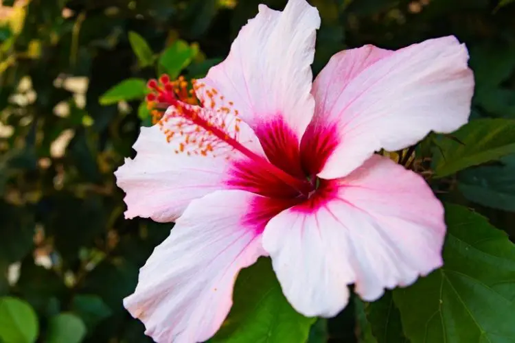 Sunlight needed for blooming flowers-how to care for flowering plants