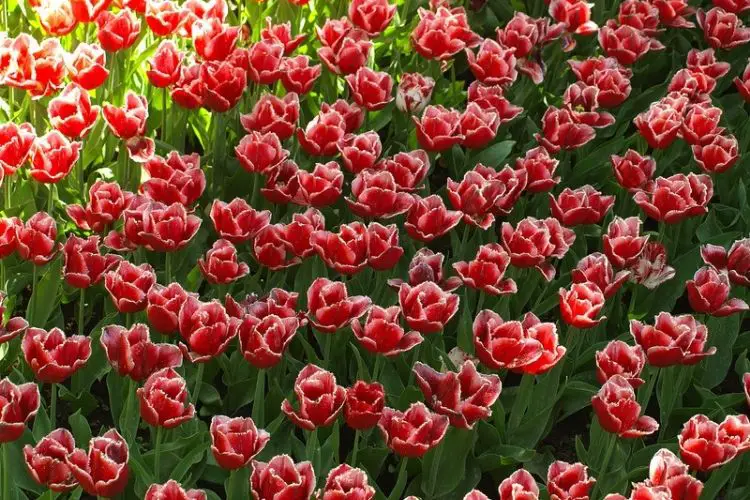 Deadheading flowers for longer blooms-how to care for flowering plants