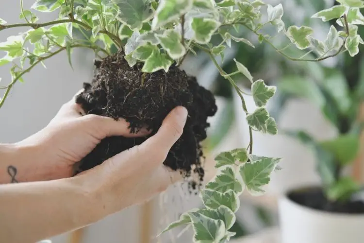 Watering indoor plants with a mister-how to care for indoor plants