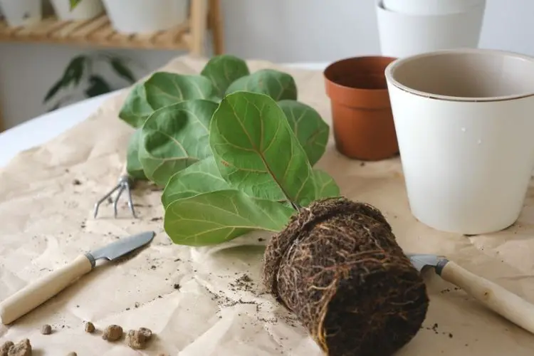 Sunlight filtering onto houseplants-how to care for indoor plants