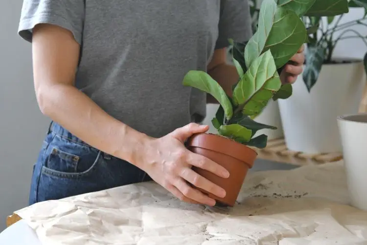 Fertilizing indoor plants properly-how to care for indoor plants