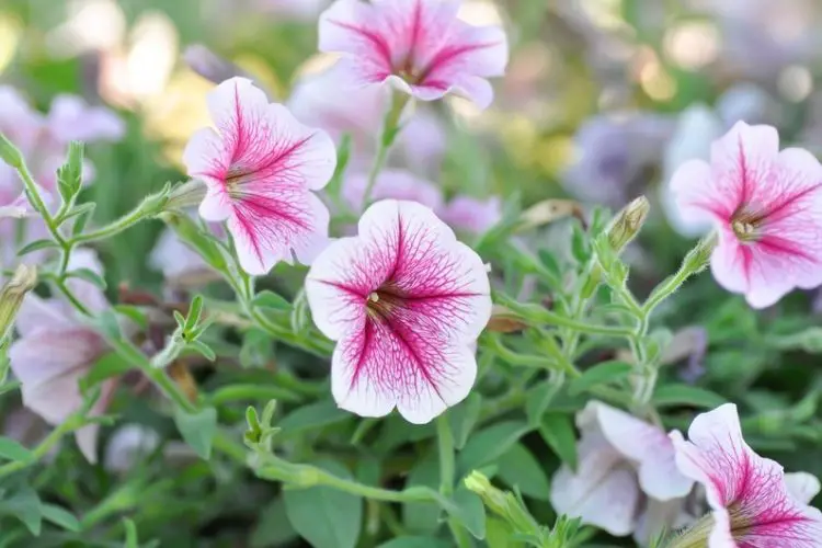 Mulching around garden shrubs-how to care for outdoor plants