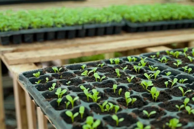 New seedlings watered with care-how to care for seedlings