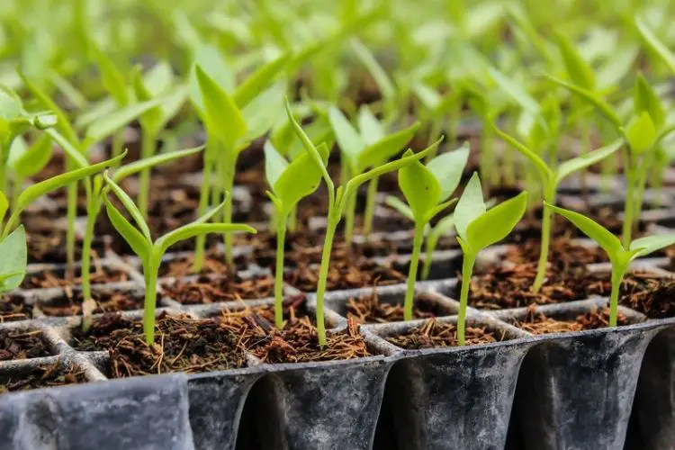 Protecting seedlings from direct sun-how to care for seedlings