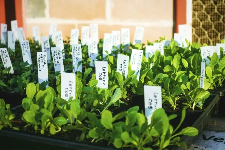 Tips for nurturing young plants-how to care for seedlings