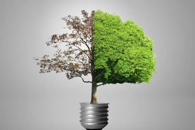 Rainwater harvesting for plant irrigation-how to create a zero-waste garden