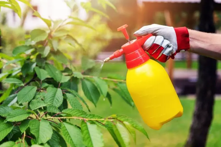 Ladybugs released to eat aphids-how to get rid of garden pests naturally
