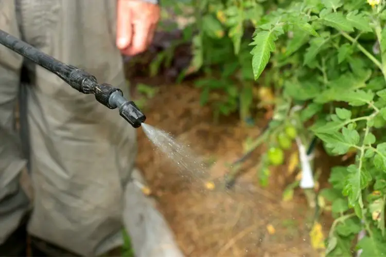 Neem oil used for pest control-how to get rid of garden pests naturally