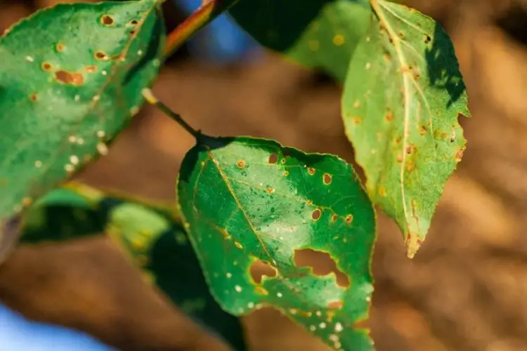 Natural traps set for snails-how to get rid of garden pests naturally