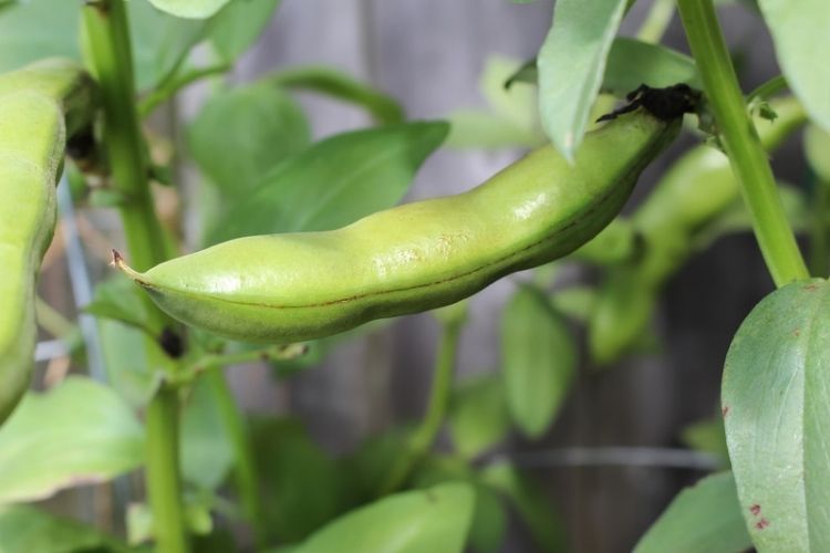 Beans sprouting in small containers-how to grow beans in containers