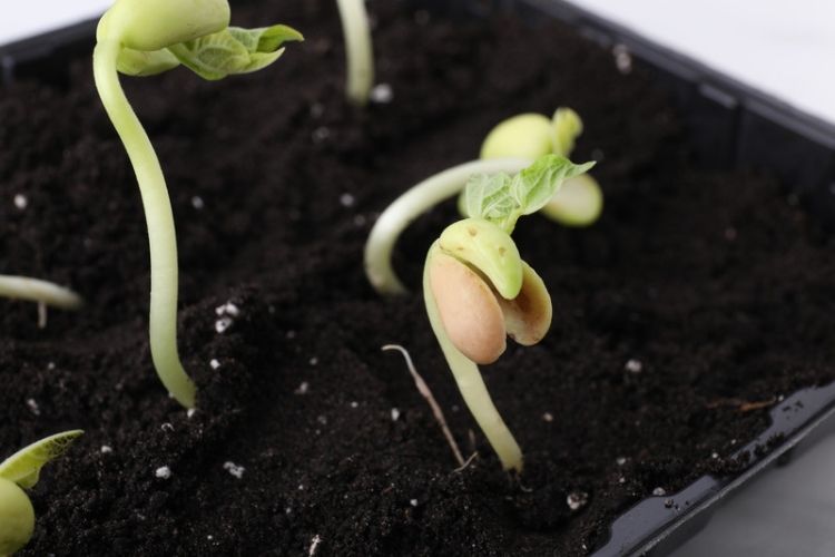 Container garden with pole beans-how to grow beans in containers