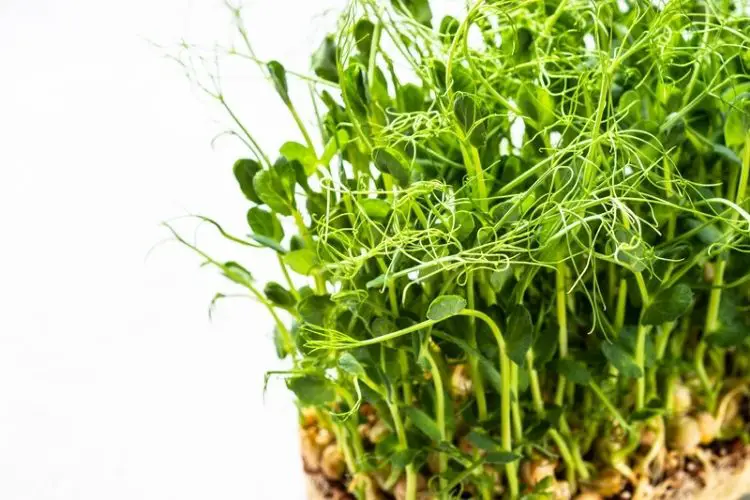 Tips for growing beans in limited space-how to grow beans in containers