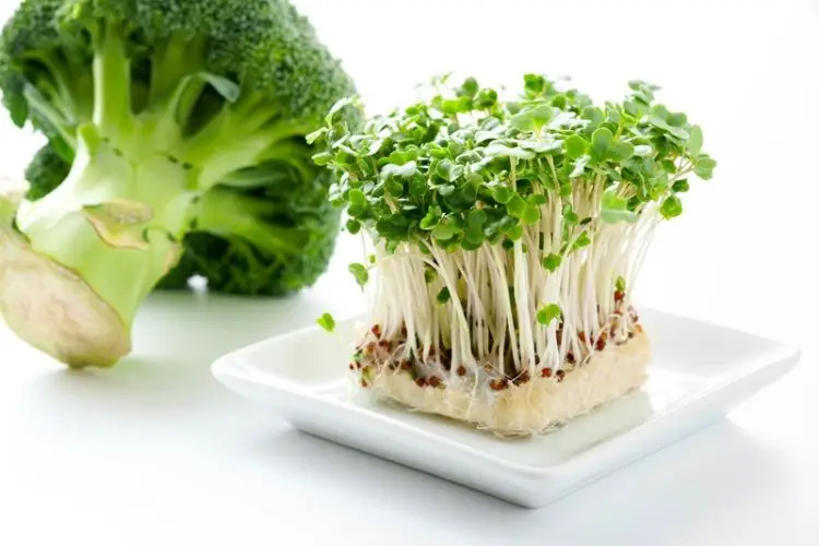 Broccoli heads forming on plants-how to grow broccoli