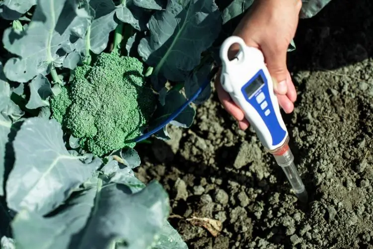Watering broccoli in raised beds-how to grow broccoli