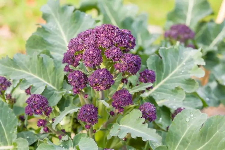 Growing broccoli in cool weather-how to grow broccoli