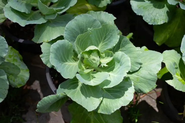 Cabbage growing in large containers-how to grow cabbage in pots