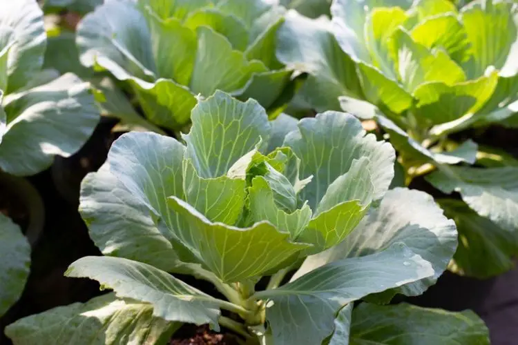 Potted cabbage plants on a balcony-how to grow cabbage in pots