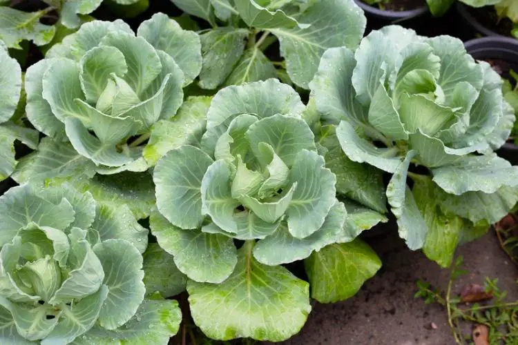 Tips for growing cabbage at home-how to grow cabbage in pots