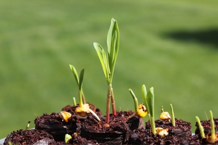 Corn seeds planted in straight rows-how to grow corn at home