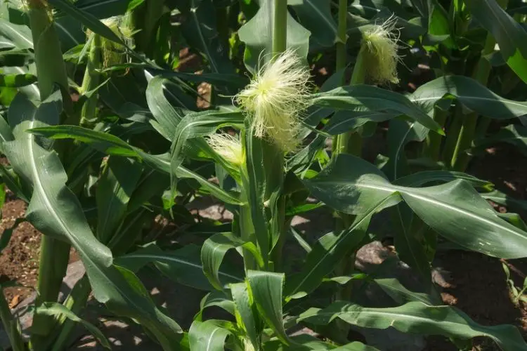 Best practices for homegrown corn-how to grow corn at home