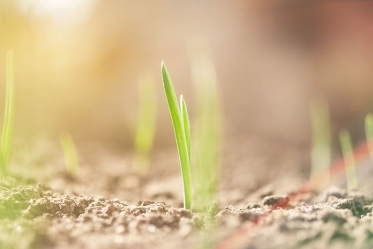 Onion seeds planted in neat rows-how to grow onions from seeds