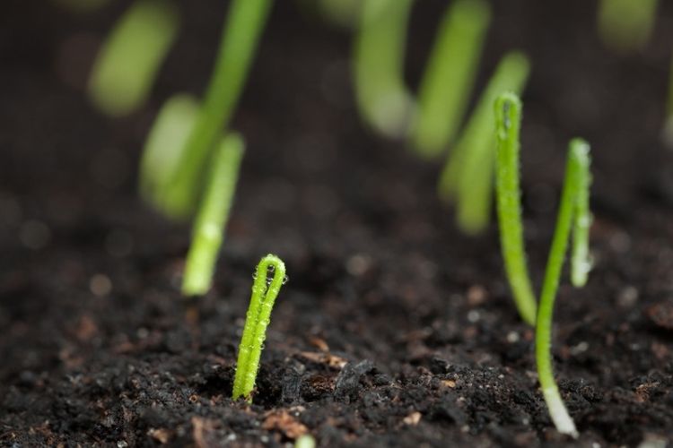 Sprouting onions in raised beds-how to grow onions from seeds