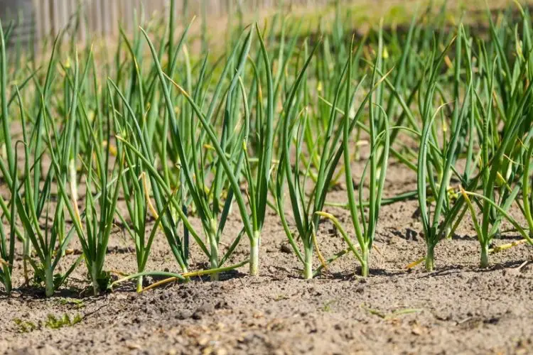 Care tips for growing onions-how to grow onions from seeds