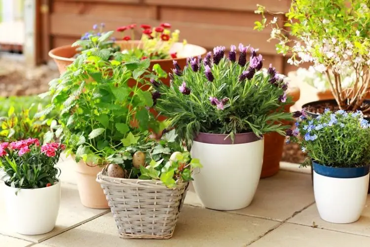 Flowering plants in ceramic pots-how to grow outdoor plants in pots