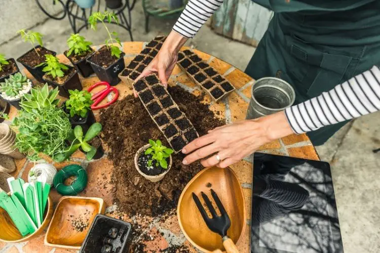 Portable pots arranged in garden-how to grow outdoor plants in pots